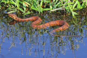 Cottonmouth (water moccasin) snake swimming in the water