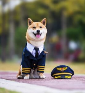 pet pilot costume