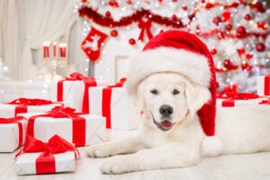 Dog Christmas Gifts