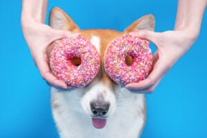 Dogs and Donuts - photo of Hand man holding fresh pink doughnuts near eyes of cute dog welsh corgi pembrokeon bright blue background. Copy space