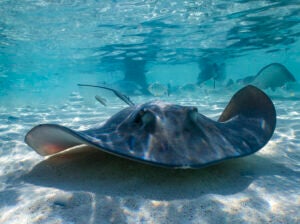 Charlotte the stingray is pregnant - picture is stock image of Southern Stingrays (Hypanus americanus) in shallow water in South Bimini, Bahamas