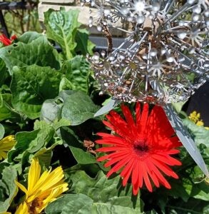 Gerber daisies blooming - Evans Gardening Workshop this Saturday