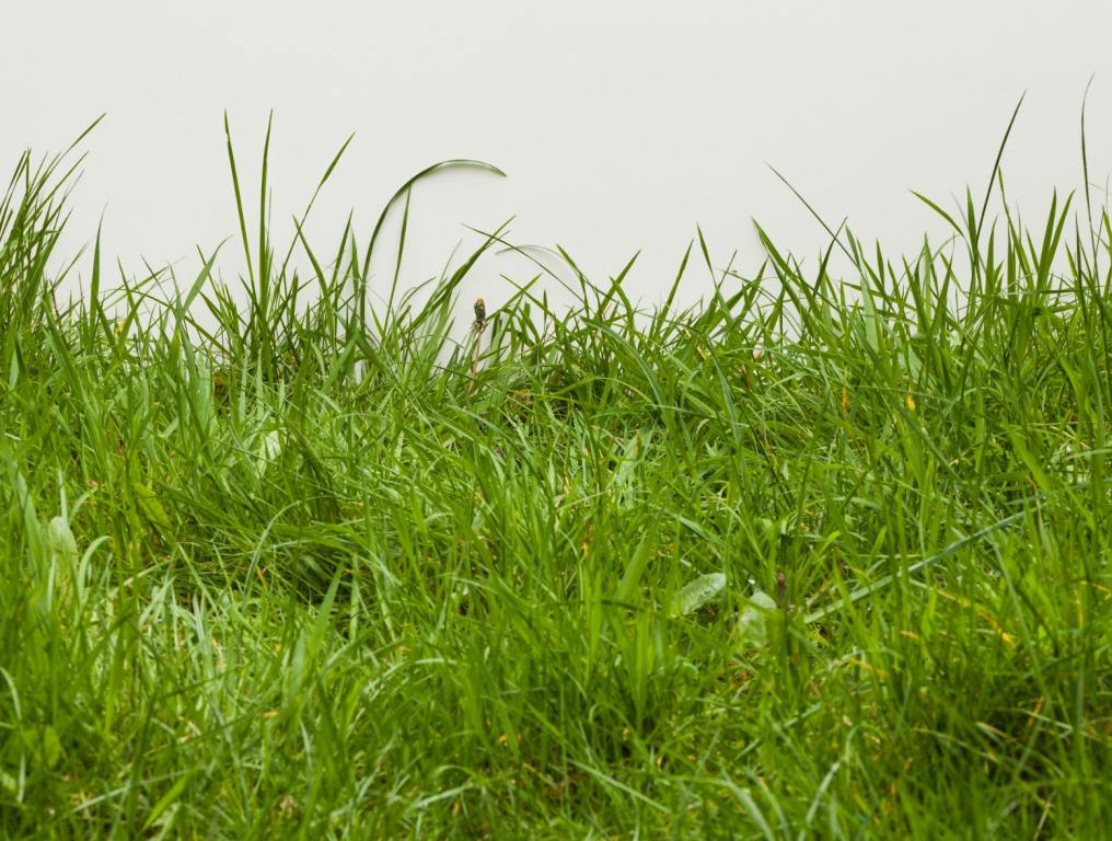 Tall grass in a meadow.