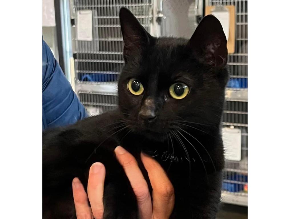 Sally - black cat being held at the Aiken County Animal Shelter