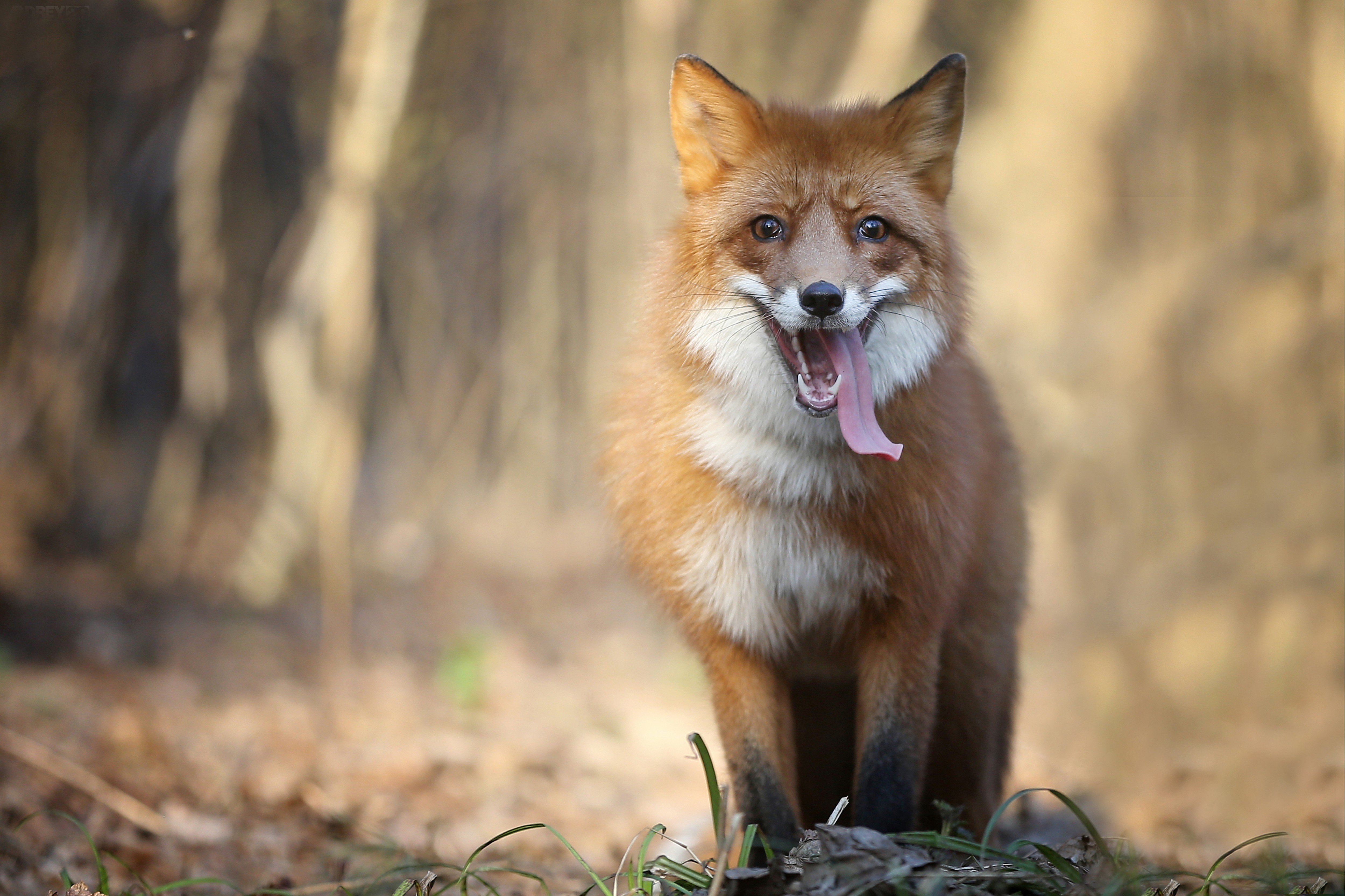 Very fox. Лиса. Красивая лиса. Хитрая лиса. Рыжая лиса.