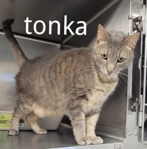 Tonka