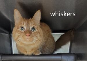 Whiskers