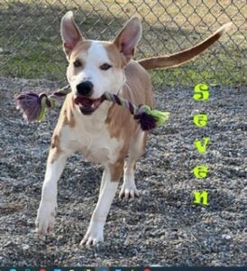 Rescue Of The Week; Seven