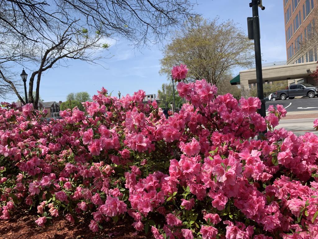 Azaleas - gardening tips