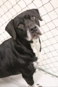 A black and white 10 year old lab/mix named Jack