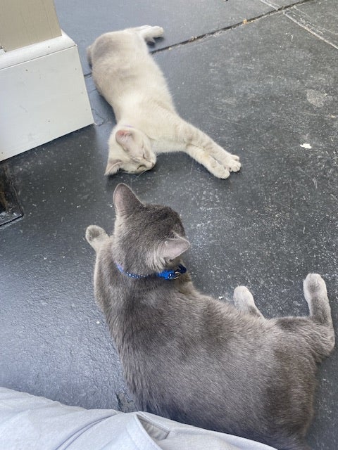 A Gray cat and a white cat