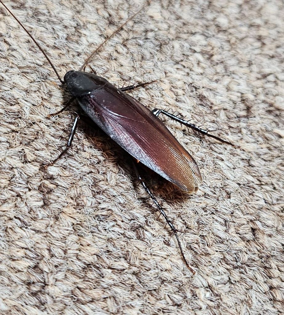 This Palmetto bug occupied my office and wouldn't leave!