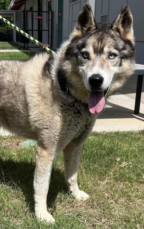 Aiken County Animal Shelter - Adopt Maxim