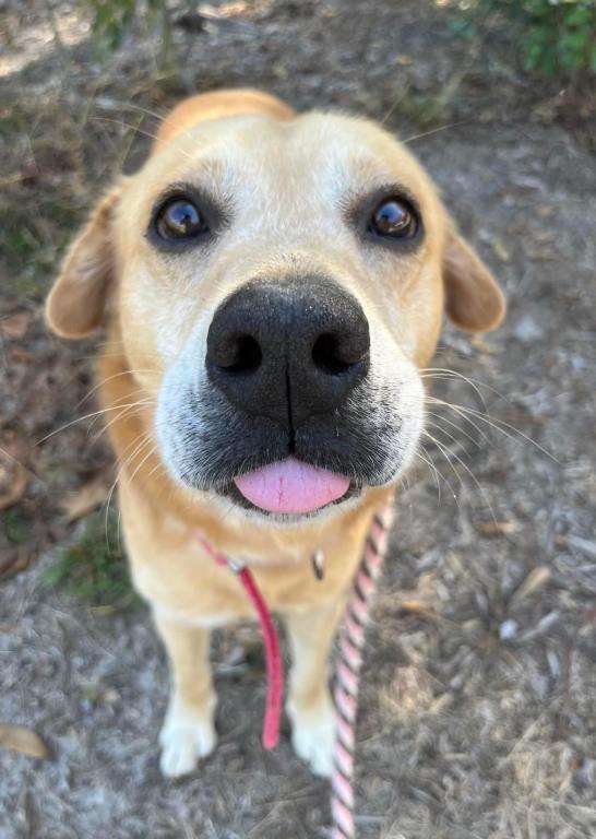 This beautiful tan dog is Argo. He's available at the Aiken County Animal Shelter